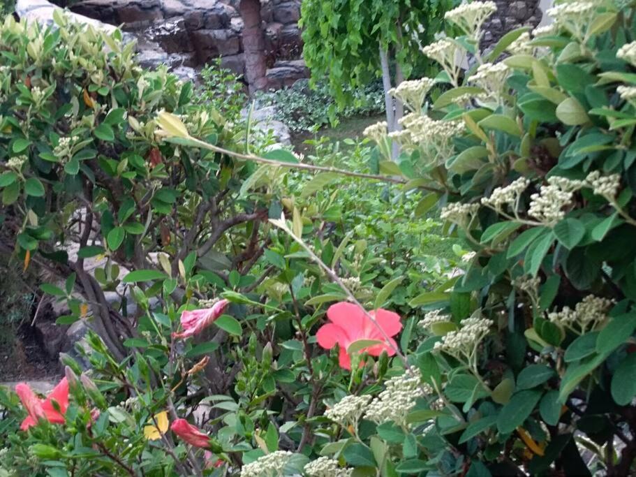 Apartment Mediterranean Garden غييكا المظهر الخارجي الصورة